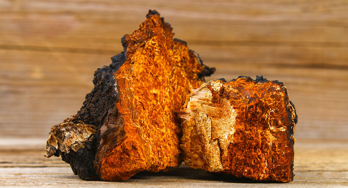 Chaga: King of Mushrooms